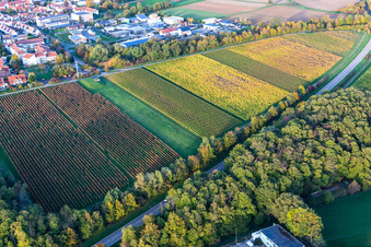 Vue aérienne de Vignes aux couleurs d'automne à Bad Bergzabern dans le département Rhénanie-Palatinat, Allemagne