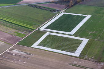 Vue aérienne de Champs de salade avec du papier d'aluminium à le quartier Minderslachen in Kandel dans le département Rhénanie-Palatinat, Allemagne