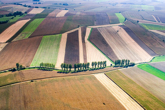 Vue aérienne de Rangée d'arbres le long d'une route de campagne au bord d'un champ à Niederlauterbach dans le département Bas Rhin, France