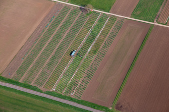 Vue aérienne de Récolte de rhubarbe à le quartier Mühlhofen in Billigheim-Ingenheim dans le département Rhénanie-Palatinat, Allemagne