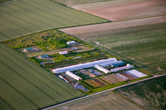 Steinweiler dans le département Rhénanie-Palatinat, Allemagne d'en haut