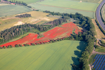 Vue aérienne de Champs de pavot à le quartier Westerhausen in Thale dans le département Saxe-Anhalt, Allemagne