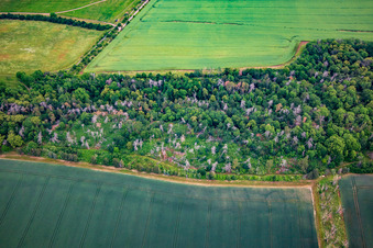Vue aérienne de Arbres endommagés dans les contreforts du nord du Harz à le quartier Asmusstedt in Ballenstedt dans le département Saxe-Anhalt, Allemagne