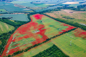 Vue aérienne de Coquelicots dans les champs de maïs à le quartier Gernrode in Quedlinburg dans le département Saxe-Anhalt, Allemagne