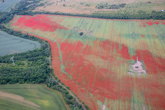 Vue aérienne de Coquelicots dans les champs de maïs à le quartier Gernrode in Quedlinburg dans le département Saxe-Anhalt, Allemagne