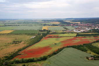Photographie aérienne de Coquelicots dans les champs de maïs à le quartier Gernrode in Quedlinburg dans le département Saxe-Anhalt, Allemagne