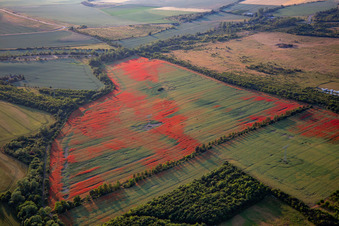 Vue oblique de Coquelicots dans les champs de maïs à le quartier Gernrode in Quedlinburg dans le département Saxe-Anhalt, Allemagne