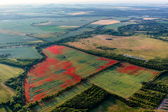 Coquelicots dans les champs de maïs à le quartier Gernrode in Quedlinburg dans le département Saxe-Anhalt, Allemagne d'en haut