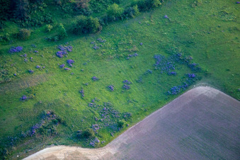 Vue aérienne de Biotope fleuri sur le Ziegenberg près de Heimburg à le quartier Heimburg in Blankenburg dans le département Saxe-Anhalt, Allemagne