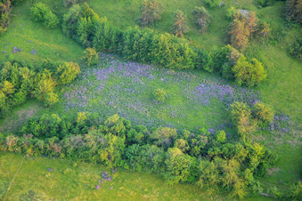 Vue aérienne de Biotope fleuri sur le Ziegenberg près de Heimburg à le quartier Heimburg in Blankenburg dans le département Saxe-Anhalt, Allemagne