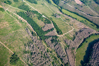 Vue aérienne de Vestiges de la forêt de scolytes et reboisement à le quartier Rotha in Sangerhausen dans le département Saxe-Anhalt, Allemagne