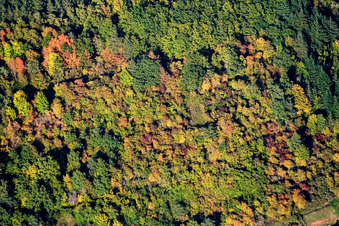Vue aérienne de Forêt d'automne à Waldhambach dans le département Rhénanie-Palatinat, Allemagne