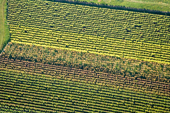 Vue aérienne de Feuilles de vigne d'automne à Eschbach dans le département Rhénanie-Palatinat, Allemagne