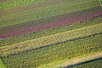 Vue aérienne de Feuilles de vigne d'automne à Göcklingen dans le département Rhénanie-Palatinat, Allemagne