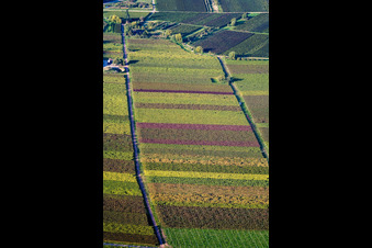 Vue aérienne de Paysage de vignoble coloré dans les feuilles d'automne des régions viticoles à Göcklingen dans le département Rhénanie-Palatinat, Allemagne