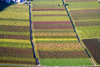 Vue aérienne de Feuilles de vigne d'automne à Eschbach dans le département Rhénanie-Palatinat, Allemagne