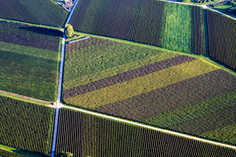 Vue aérienne de Structures en forme de losange de chemins et de vignes avec des rangées de vignes de différentes couleurs à Göcklingen dans le département Rhénanie-Palatinat, Allemagne