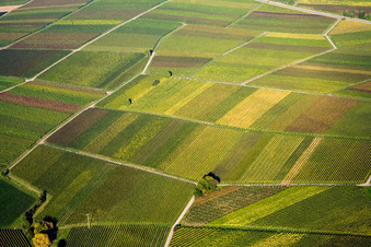 Vue aérienne de Feuilles de vigne d'automne à Göcklingen dans le département Rhénanie-Palatinat, Allemagne