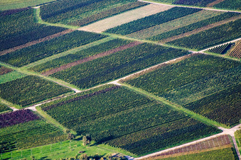Vue aérienne de Vignobles aux feuilles de couleurs différentes à Göcklingen dans le département Rhénanie-Palatinat, Allemagne