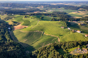 Vue aérienne de Vignobles de Knezov Ribnik à Ptuj dans le département Slovénie, Slovénie