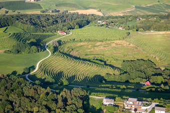 Vue aérienne de Vignobles à Klopca ljubezni Mestni vrh nad Ptujem à Ptuj dans le département Slovénie, Slovénie