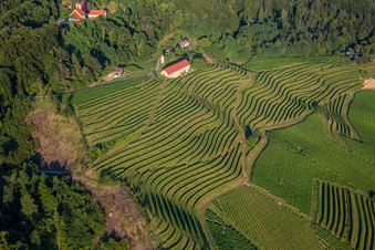 Vue oblique de Église de Župnijska cerkev sv. Marije Vnebovzete et Café Huda Liza au-dessus des vignobles du Vurberg à Duplek dans le département Slovénie, Slovénie