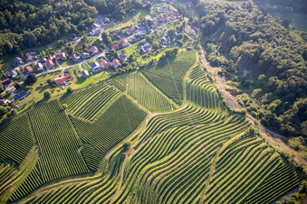 Vue aérienne de Motif des rangées de vignes du Vurberg à Duplek dans le département Slovénie, Slovénie