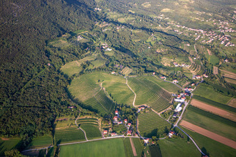 Vue aérienne de Vignobles à Nova Gorica dans le département Slovénie, Slovénie