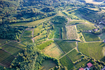 Vue aérienne de Vignobles à Mossa dans le département Gorizia, Italie