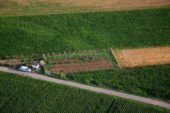 Vue aérienne de Potager à Nova Gorica dans le département Slovénie, Slovénie