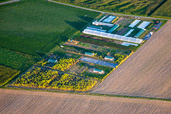 Vue aérienne de Germes et plus à Steinweiler dans le département Rhénanie-Palatinat, Allemagne