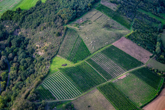 Vue aérienne de Bovins Glan entre les vignes du Booser Au à Staudernheim dans le département Rhénanie-Palatinat, Allemagne