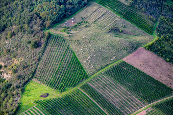 Vue aérienne de Bovins Glan entre les vignes du Booser Au à Staudernheim dans le département Rhénanie-Palatinat, Allemagne