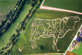Vue aérienne de Labyrinthe de maïs à la ferme laitière Lämmle-Hofmann à le quartier Flehingen in Oberderdingen dans le département Bade-Wurtemberg, Allemagne
