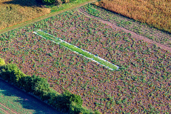 Vue aérienne de Champ de citrouilles à Kapsweyer dans le département Rhénanie-Palatinat, Allemagne