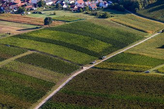 Vue aérienne de Début des vendanges à Hergersweiler dans le département Rhénanie-Palatinat, Allemagne