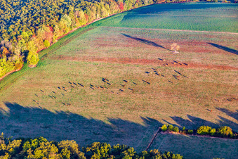 Vue aérienne de Pâturage de vaches avec arbre au bord de la forêt en automne à Reichshoffen dans le département Bas Rhin, France