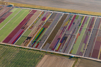 Vue aérienne de Parterres colorés de la Ferme Brandt Arbogast Morsbronn à Durrenbach dans le département Bas Rhin, France