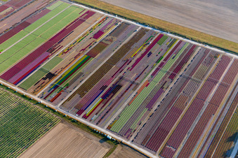 Photographie aérienne de Parterres colorés de la Ferme Brandt Arbogast Morsbronn à Durrenbach dans le département Bas Rhin, France