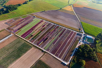 Vue oblique de Parterres colorés de la Ferme Brandt Arbogast Morsbronn à Durrenbach dans le département Bas Rhin, France
