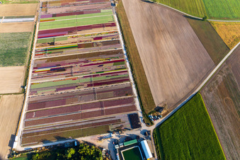 Parterres colorés de la Ferme Brandt Arbogast Morsbronn à Durrenbach dans le département Bas Rhin, France d'en haut