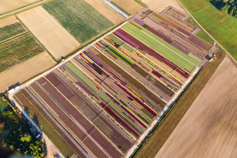 Parterres colorés de la Ferme Brandt Arbogast Morsbronn à Durrenbach dans le département Bas Rhin, France vue d'en haut