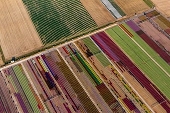 Parterres colorés de la Ferme Brandt Arbogast Morsbronn à Durrenbach dans le département Bas Rhin, France depuis l'avion