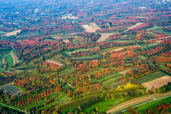 Vue aérienne de Vergers de pruniers aux feuilles d'automne à Renchen dans le département Bade-Wurtemberg, Allemagne