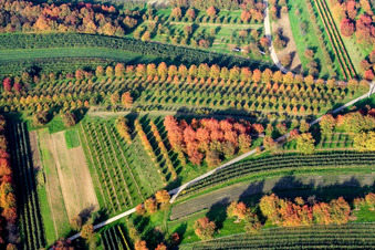 Vue aérienne de Baden, feuilles de prunier à le quartier Ulm in Renchen dans le département Bade-Wurtemberg, Allemagne