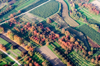 Vue aérienne de Vergers de pruniers aux feuilles d'automne à le quartier Ulm in Renchen dans le département Bade-Wurtemberg, Allemagne