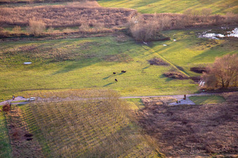 Vue aérienne de Bovins dans la réserve naturelle de Billigheim Bruch à le quartier Mühlhofen in Billigheim-Ingenheim dans le département Rhénanie-Palatinat, Allemagne