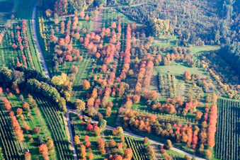 Vue aérienne de Vergers de pruniers aux feuilles d'automne à le quartier Mösbach in Achern dans le département Bade-Wurtemberg, Allemagne