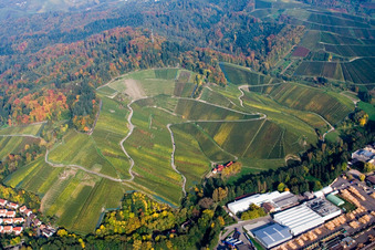 Vue aérienne de Paysage viticole des zones viticoles au-dessus de la scierie de la Forêt-Noire dans le district d'Oberachern à Achern dans le département Bade-Wurtemberg, Allemagne