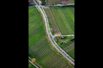 Vue aérienne de Kalmithöhenstrasse avec arbres en fleurs au printemps à Maikammer dans le département Rhénanie-Palatinat, Allemagne